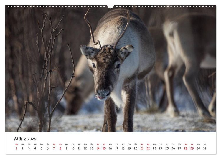 Produktbild: Rentiere (hochwertiger Premium Wandkalender 2026 DIN A2 quer), Kunstdruck in Hochglanz