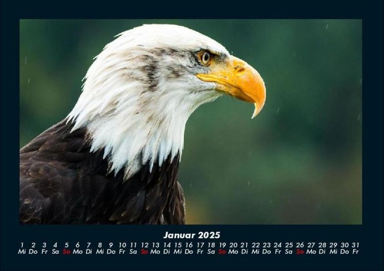 Produktbild: Tierkalender 2025 Fotokalender DIN A4