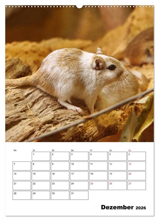 Produktbild: Lustige Rennm&auml;use (Wandkalender 2026 DIN A2 hoch), CALVENDO Monatskalender