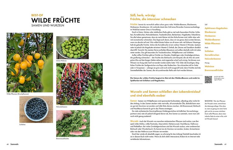 Produktbild: Wildkräuter – Bestimmen, Sammeln, Zubereiten