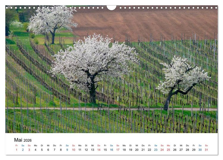 Produktbild: W&uuml;rttemberger Wein 2026 (Wandkalender 2026 DIN A3 quer), CALVENDO Monatskalender