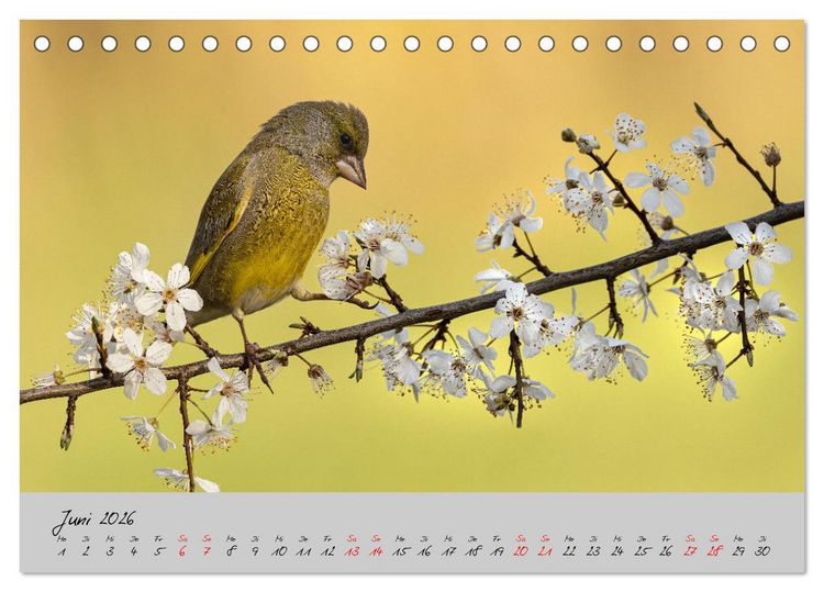 Produktbild: Bunte V&ouml;gel am Futterplatz (Tischkalender 2026 DIN A5 quer), CALVENDO Monatskalender