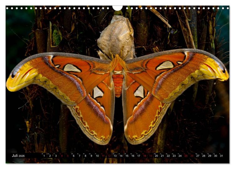 Produktbild: Kleinode der L&uuml;fte - Faszinierende tropische Schmetterlinge (Wandkalender 2026 DIN A3 quer), CALVENDO Monatskalender