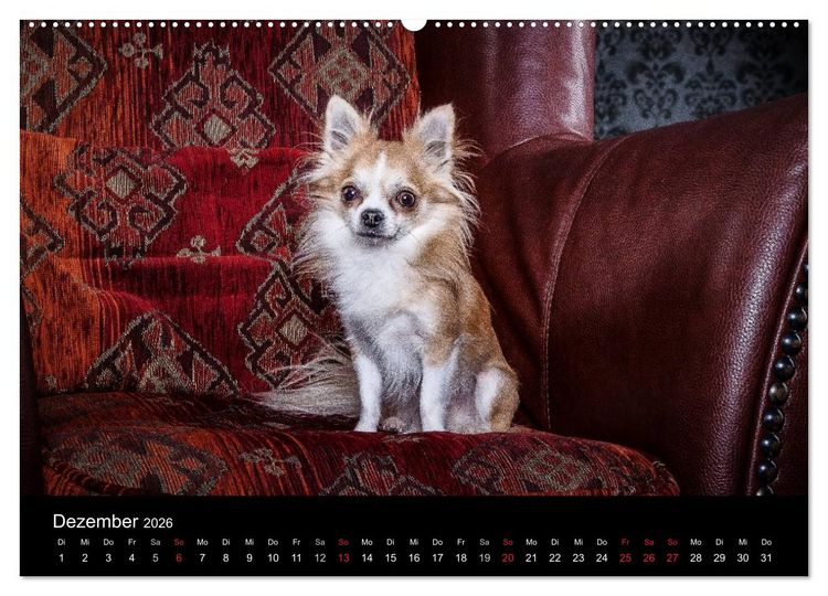 Produktbild: Chihuahuas - Cool and Cute (Wandkalender 2026 DIN A2 quer), CALVENDO Monatskalender