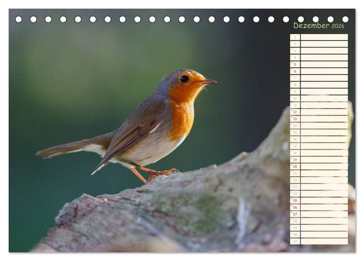 Produktbild: Gefiederte Sch&ouml;nheiten - Das Rotkehlchen / Planer (Tischkalender 2026 DIN A5 quer), CALVENDO Monatskalender