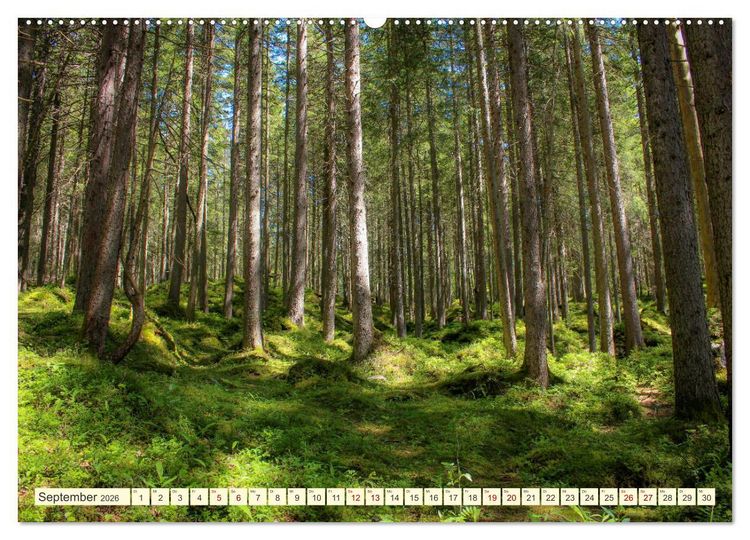 Produktbild: B&auml;ume, der Atem der Natur (Wandkalender 2026 DIN A2 quer), CALVENDO Monatskalender