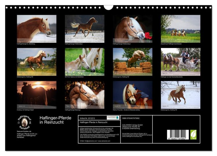 Produktbild: Haflinger-Pferde in Reinzucht (Wandkalender 2026 DIN A3 quer), CALVENDO Monatskalender