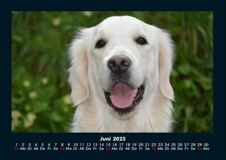 Produktbild: Hundezauber 2025 Fotokalender DIN A4
