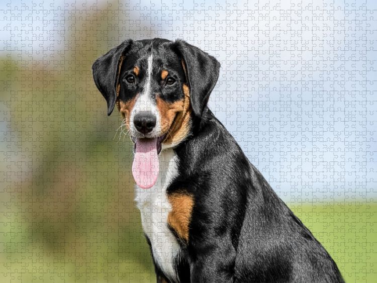 Produktbild: CALVENDO Puzzle Appenzeller H&uuml;ndin | 1000 Teile Lege-Gr&ouml;&szlig;e 64x48cm Foto-Puzzle f&uuml;r gl&uuml;ckliche Stunden