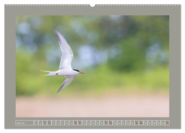 Produktbild: Limikolen - Watv&ouml;gel aus Europa (hochwertiger Premium Wandkalender 2027 DIN A2 quer), Kunstdruck in Hochglanz