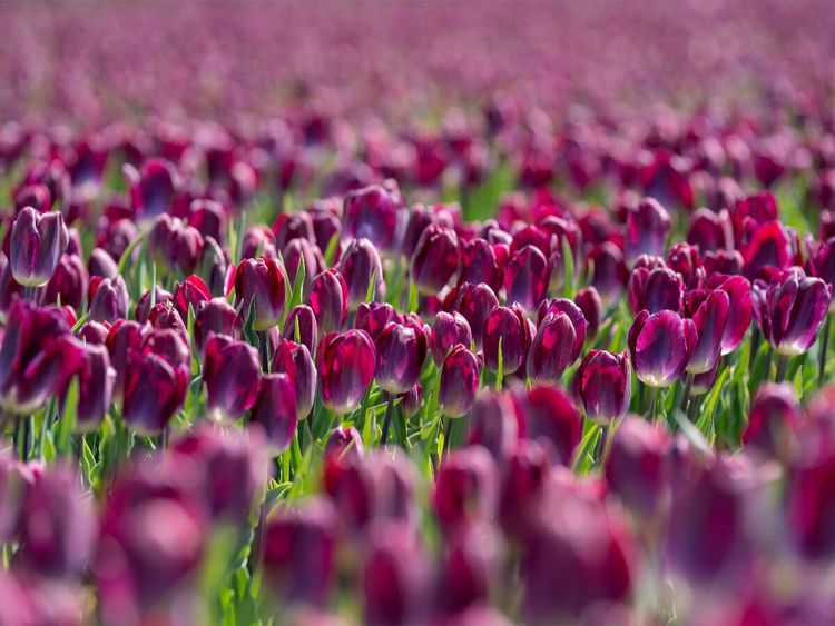 Produktbild: CALVENDO Puzzle Pr&auml;chtiges lila Tulpenfeld in Julianadorp | 1000 Teile Lege-Gr&ouml;&szlig;e 64x48cm Foto-Puzzle f&uuml;r gl&uuml;ckliche Stunden