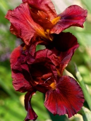 Produktbild: CALVENDO Puzzle Traumhafte Iris Bl&uuml;ten | 1000 Teile Lege-Gr&ouml;&szlig;e 64x48cm Foto-Puzzle f&uuml;r gl&uuml;ckliche Stunden