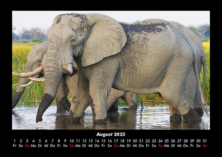 Produktbild: Elefanten 2025 Fotokalender DIN A3