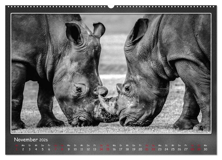 Produktbild: Tieren ins Gesicht geschaut (hochwertiger Premium Wandkalender 2026 DIN A2 quer), Kunstdruck in Hochglanz