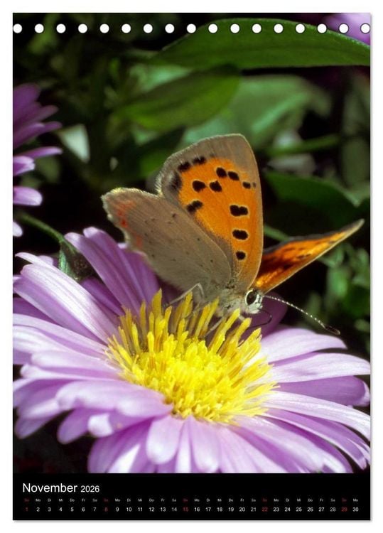 Produktbild: Schmetterlilnge und Blumen (Tischkalender 2026 DIN A5 hoch), CALVENDO Monatskalender