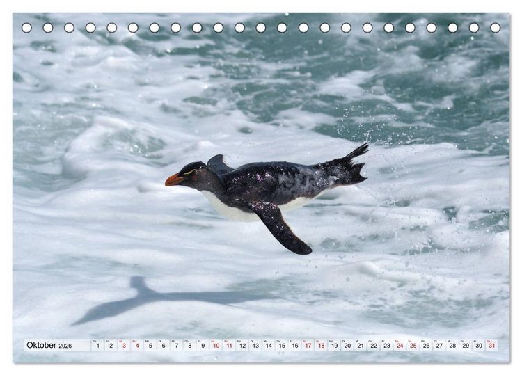 Produktbild: Pinguine der Falkland Inseln (Tischkalender 2026 DIN A5 quer), CALVENDO Monatskalender