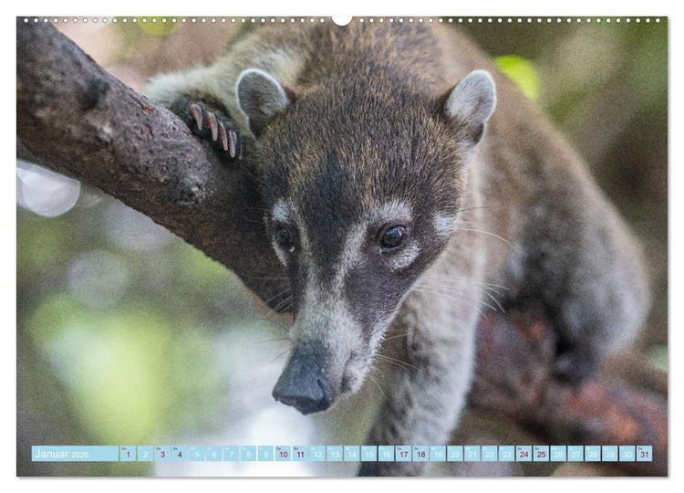 Produktbild: Mexiko - Die wundersch&ouml;ne Halbinsel Yucat&aacute;n Fotokalender 2026 (Wandkalender 2026 DIN A2 quer), CALVENDO Monatskalender