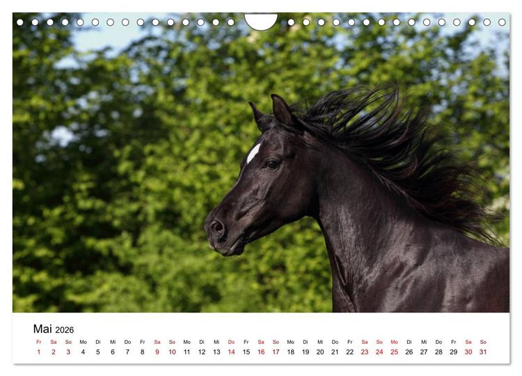 Produktbild: Pferde - im Galopp durch's Jahr 2026 (Wandkalender 2026 DIN A4 quer), CALVENDO Monatskalender
