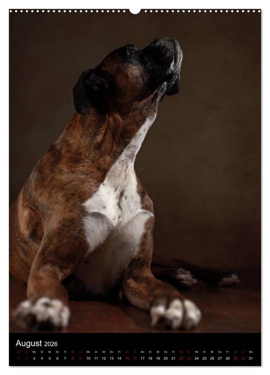 Produktbild: Boxer - Charmante Charakterk&ouml;pfe (hochwertiger Premium Wandkalender 2026 DIN A2 hoch), Kunstdruck in Hochglanz