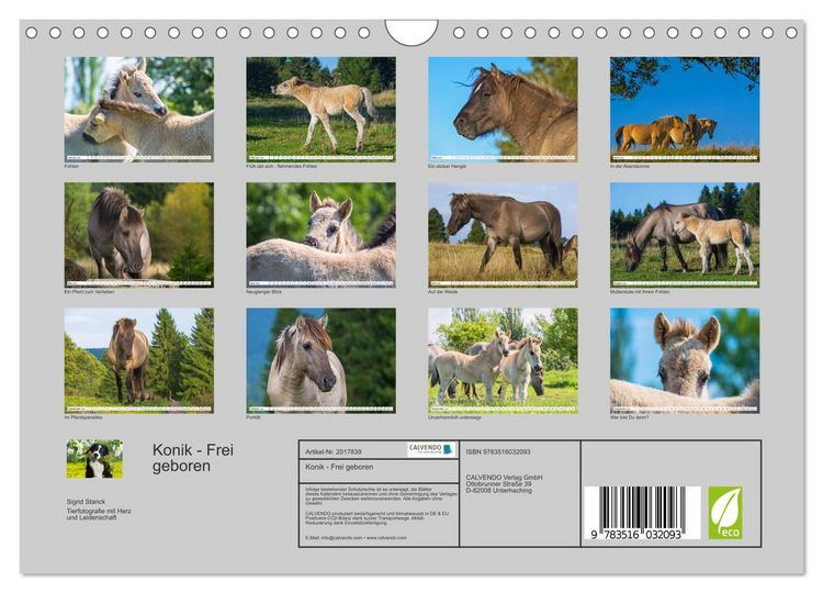 Produktbild: Konik - Frei geboren (Wandkalender 2026 DIN A4 quer), CALVENDO Monatskalender