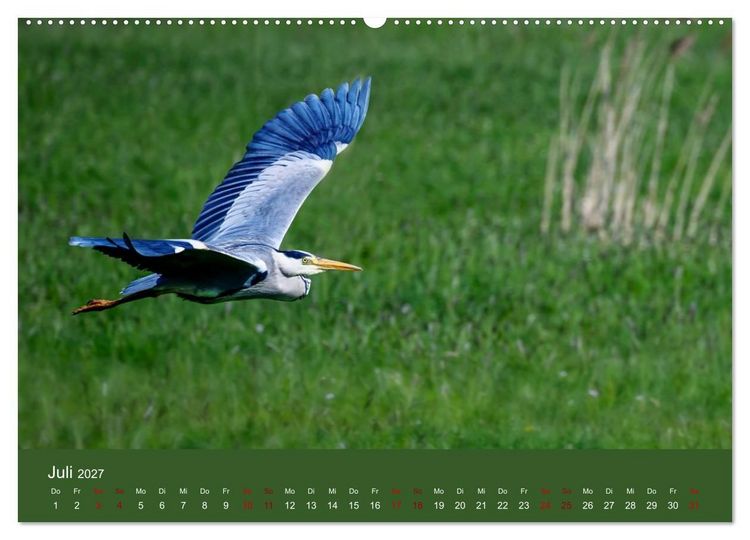 Produktbild: Reiher in der Elbmarsch (Wandkalender 2027 DIN A2 quer), CALVENDO Monatskalender