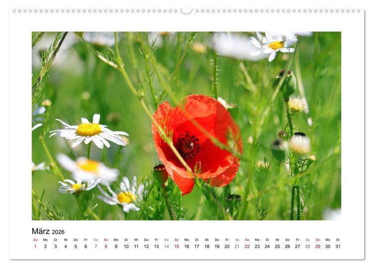 Produktbild: Mohn, zarte Bl&uuml;ten, starke Farben (hochwertiger Premium Wandkalender 2026 DIN A2 quer), Kunstdruck in Hochglanz