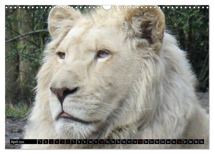 Produktbild: Big Cats &bull; Faces of the most beautiful predators (Wall Calendar 2026 DIN A3 landscape), CALVENDO 12 Month Wall Calendar