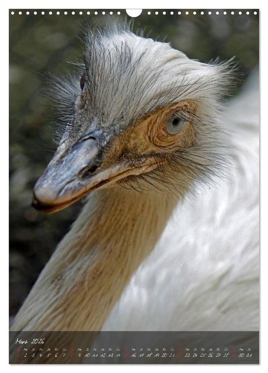 Produktbild: Nandu, Emu & Co. (Wandkalender 2026 DIN A3 hoch), CALVENDO Monatskalender