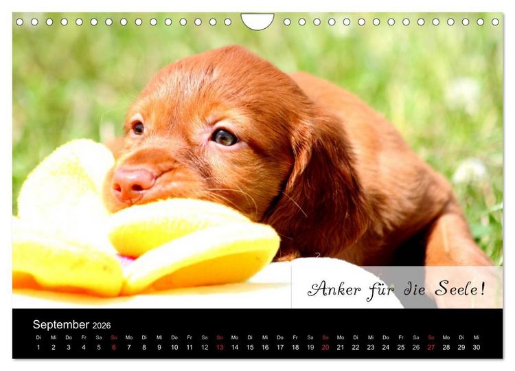 Produktbild: Magyar Vizsla - Zauberhafte Kobolde (Wandkalender 2026 DIN A4 quer), CALVENDO Monatskalender
