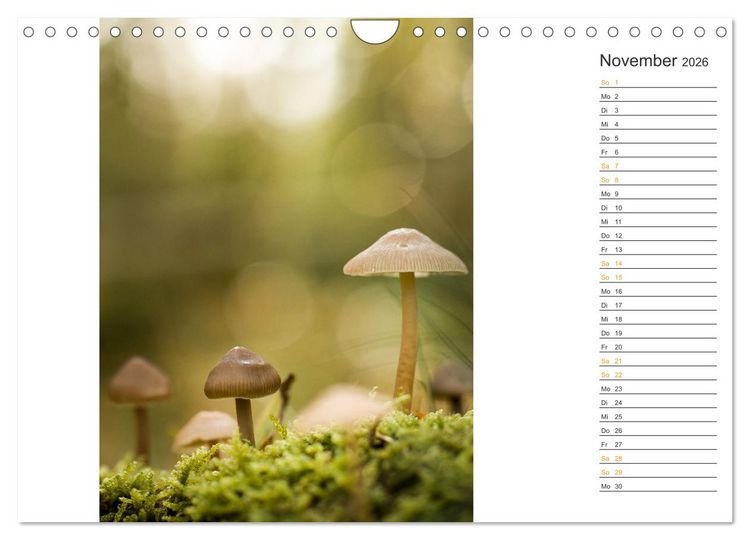 Produktbild: Kleine Wunder vor der Haust&uuml;r (Wandkalender 2026 DIN A4 quer), CALVENDO Monatskalender