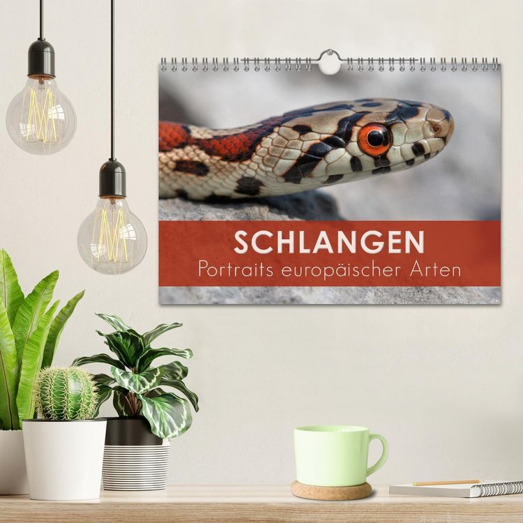 Produktbild: Schlangen - Portraits europ&auml;ischer Arten (Wandkalender 2026 DIN A4 quer), CALVENDO Monatskalender