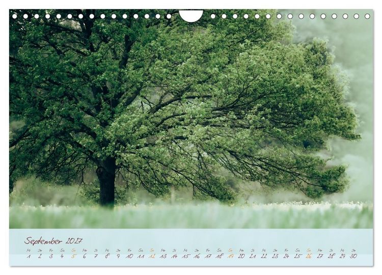 Produktbild: Sch&ouml;nheiten des Waldes (Wandkalender 2027 DIN A4 quer), CALVENDO Monatskalender