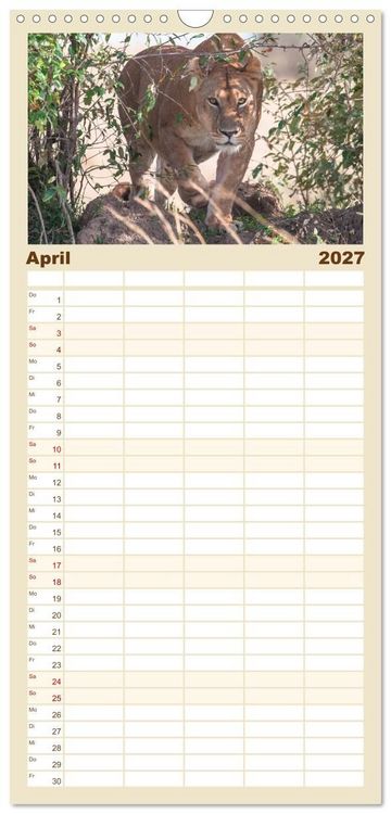Produktbild: Familienplaner 2027 - L&ouml;wen - Raubkatzen Afrikas mit 5 Spalten (Wandkalender, 21 x 45 cm) CALVENDO