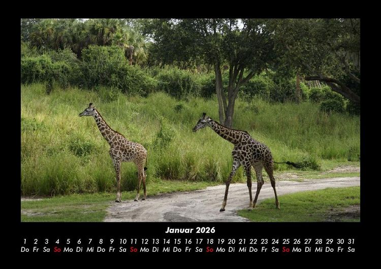 Produktbild: Giraffen 2026 Fotokalender DIN A3