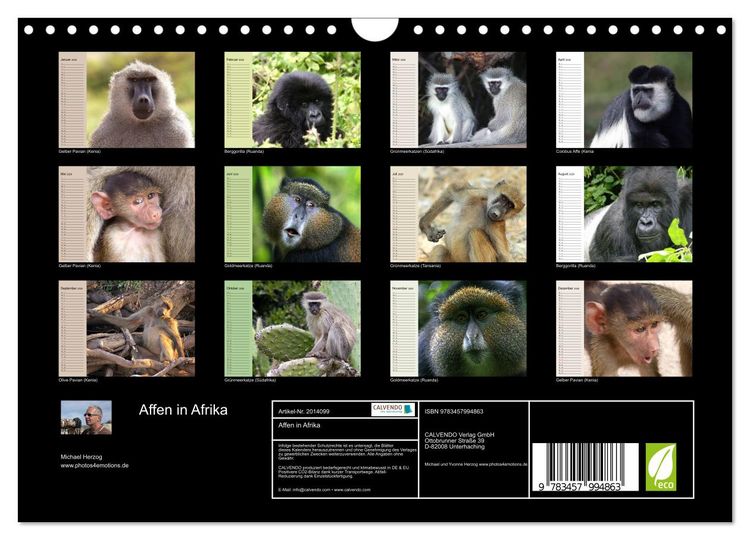 Produktbild: Affen in Afrika (Wandkalender 2026 DIN A4 quer), CALVENDO Monatskalender