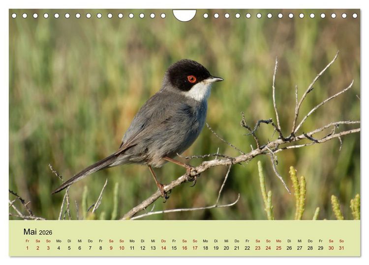 Produktbild: Flamingo und Co - Faszinierende Vogelwelt S&uuml;dfrankreichs (Wandkalender 2026 DIN A4 quer), CALVENDO Monatskalender