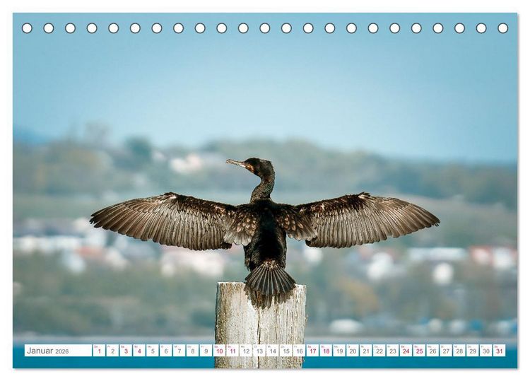 Produktbild: Vogelwelt am Bodensee 2026 (Tischkalender 2026 DIN A5 quer), CALVENDO Monatskalender