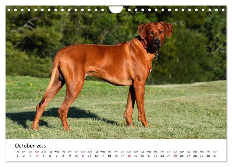 Produktbild: Rhodesian Ridgebacks (Wall Calendar 2026 DIN A4 landscape), CALVENDO 12 Month Wall Calendar