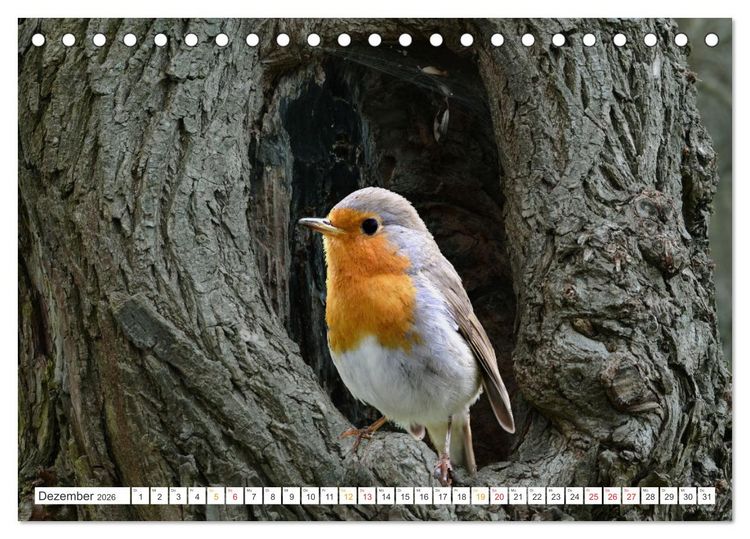 Produktbild: Das Rotkehlchen, ein Kleiner ganz Gro&szlig; (Tischkalender 2026 DIN A5 quer), CALVENDO Monatskalender