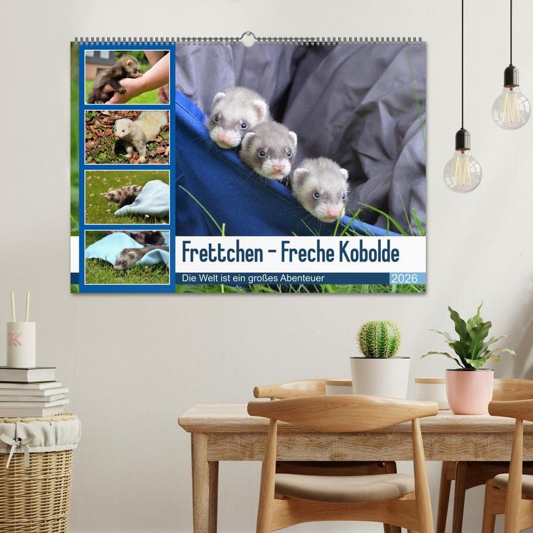Produktbild: Frettchen - Freche Kobolde (Wandkalender 2026 DIN A2 quer), CALVENDO Monatskalender