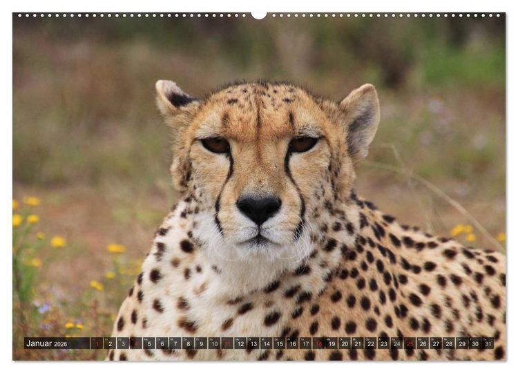 Produktbild: Raubkatzen. Wild, sch&ouml;n und kraftvoll (Wandkalender 2026 DIN A2 quer), CALVENDO Monatskalender