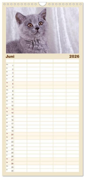 Produktbild: Familienplaner 2026 - Britisch Kurzhaar Katzen mit 5 Spalten (Wandkalender, 21 x 45 cm) CALVENDO
