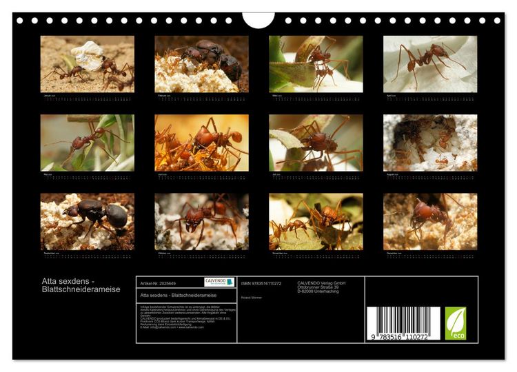 Produktbild: Atta sexdens - Blattschneiderameise (Wandkalender 2026 DIN A4 quer), CALVENDO Monatskalender