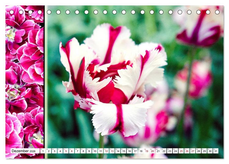 Produktbild: Tulpen - kunterbunte Collagen (Tischkalender 2026 DIN A5 quer), CALVENDO Monatskalender