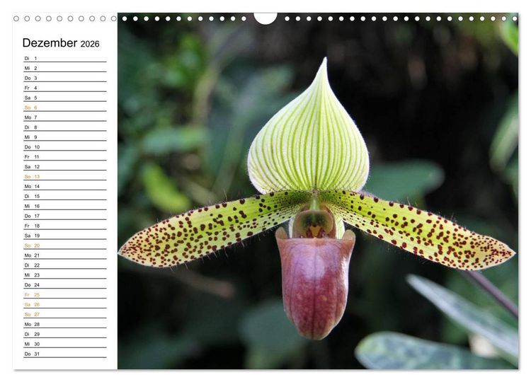 Produktbild: Prachtvolle Orchideen (Wandkalender 2026 DIN A3 quer), CALVENDO Monatskalender