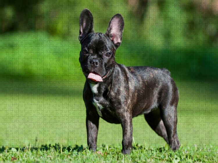 Produktbild: CALVENDO Puzzle Franz&ouml;sische Bulldogge Welpe auf der Wiese | 1000 Teile Lege-Gr&ouml;&szlig;e 64x48cm Foto-Puzzle f&uuml;r gl&uuml;ckliche Stunden