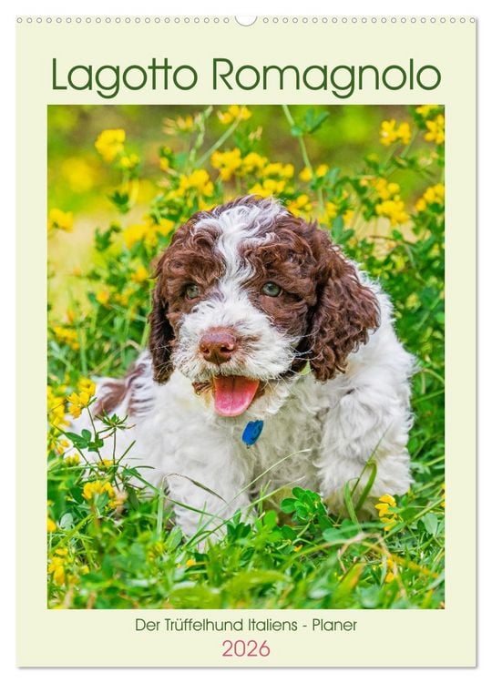 Produktbild: Lagotto Romagnolo - Der Tr&uuml;ffelhund Italiens - Planer (Wandkalender 2026 DIN A2 hoch), CALVENDO Monatskalender