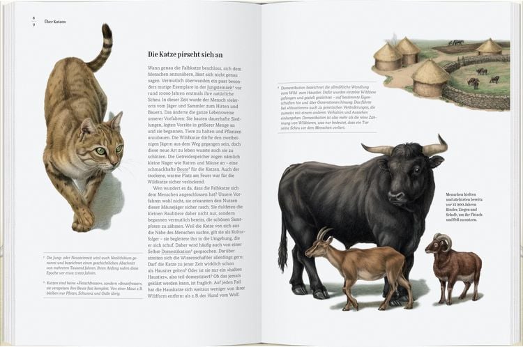 Produktbild: Wie die Katze zu uns kam