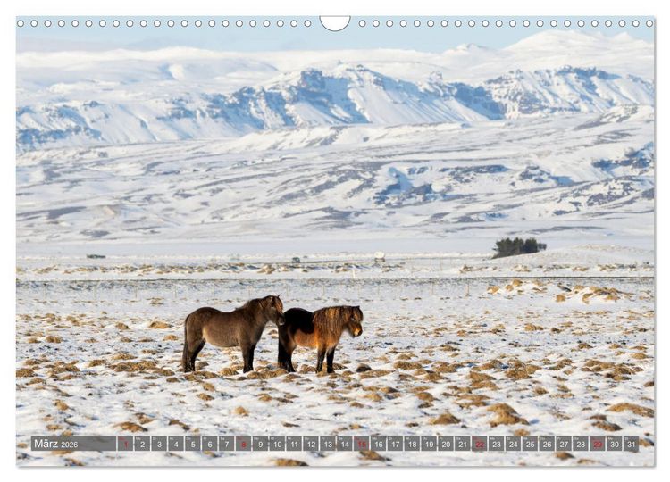 Produktbild: Islandpferde - Reise in ihre wilde Heimat (Wandkalender 2026 DIN A3 quer), CALVENDO Monatskalender