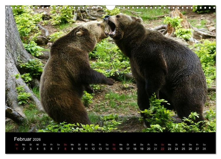 Produktbild: B&auml;ren im Nationalpark Bayerischer Wald (Wandkalender 2026 DIN A3 quer), CALVENDO Monatskalender